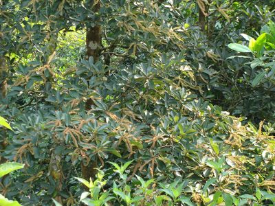Clethra mexicana, photographed by Alexis López Hernández