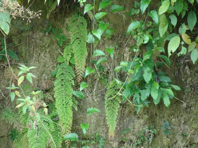 Adiantum concinnum, photographed by Alexis López Hernández