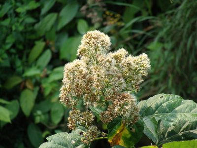 Critonia morifolia, photographed by Alexis López Hernández