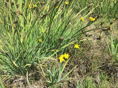 Sisyrinchium californicum, photographed by David A. Krause