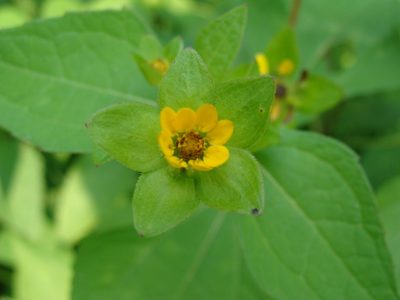 Melampodium perfoliatum, photographed by Alexis López Hernández