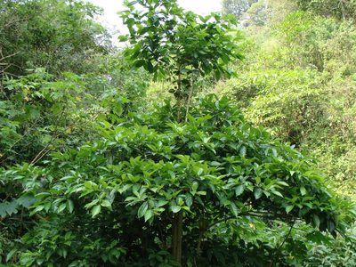 Cordia collococca, photographed by Alexis López Hernández