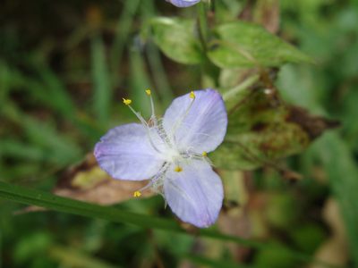 Elasis guatemalensis, photographed by Alexis López Hernández