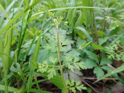 Chaerophyllum procumbens, photographed by Thomas Koffel