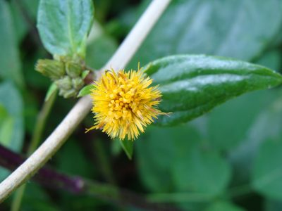 Liabum asclepiadeum, photographed by Alexis López Hernández