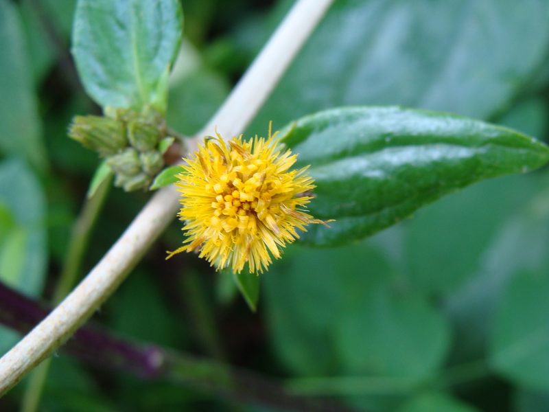 Liabum asclepiadeum, photographed by Alexis López Hernández