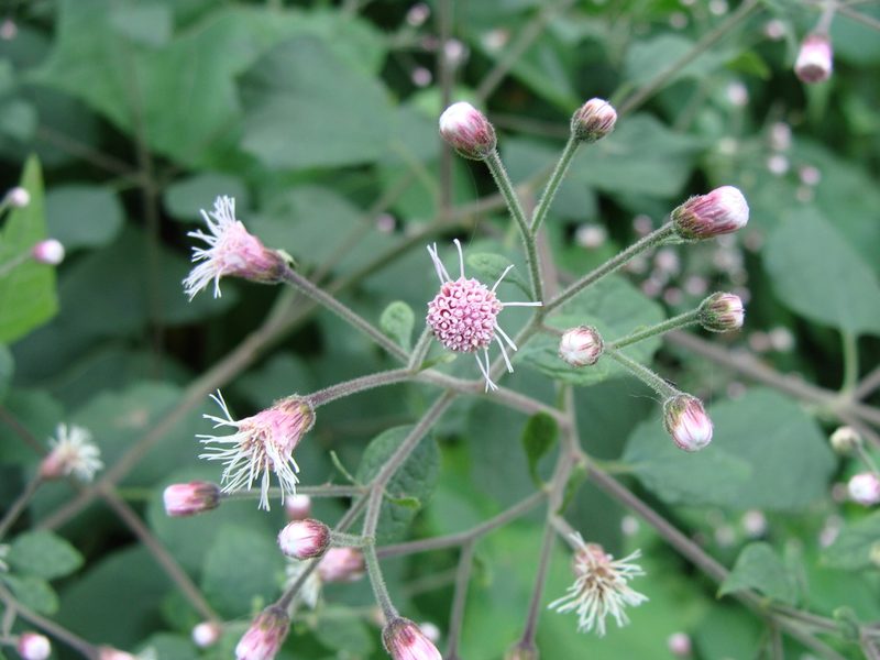 Peteravenia schultzii, photographed by Alexis López Hernández