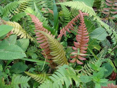 Blechnum occidentale, photographed by Alexis López Hernández