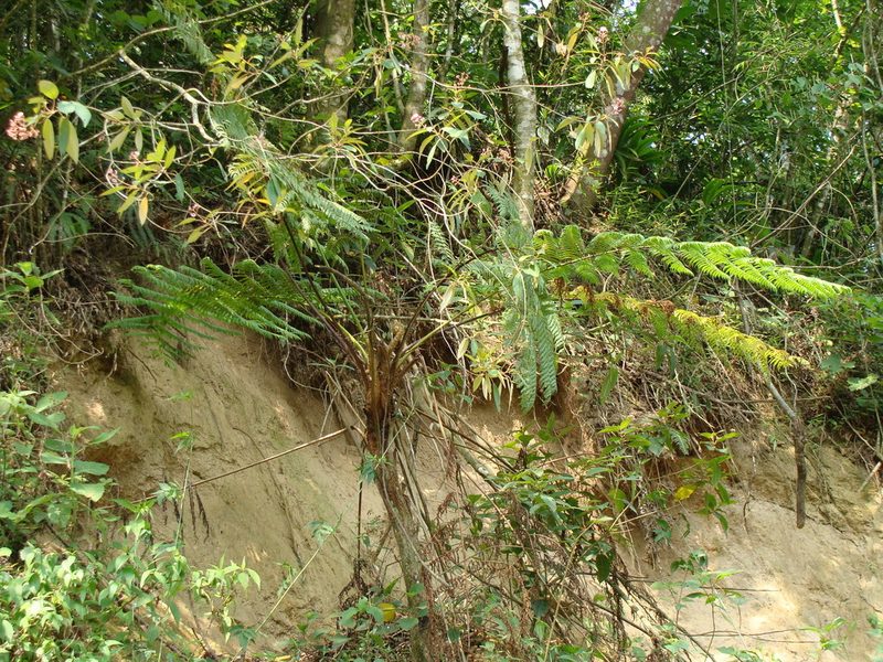 Cyathea costaricensis, photographed by Alexis López Hernández