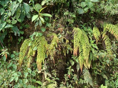 Adiantum concinnum, photographed by Alexis López Hernández