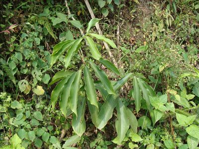Costus pictus, photographed by Alexis López Hernández