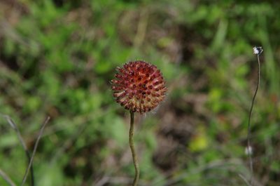 Gaillardia suavis, photographed by Eric Knight