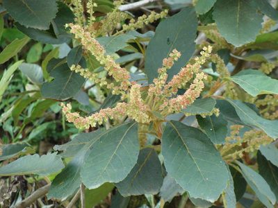 Clethra mexicana, photographed by Alexis López Hernández