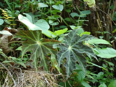 Begonia heracleifolia, photographed by Alexis López Hernández