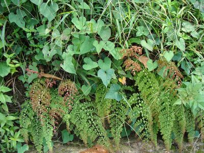 Adiantum concinnum, photographed by Alexis López Hernández