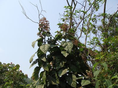Critonia morifolia, photographed by Alexis López Hernández
