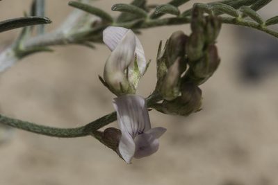 Astragalus ceramicus, photographed by Craig Martin