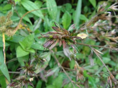 Pseudelephantopus spicatus, photographed by Alexis López Hernández