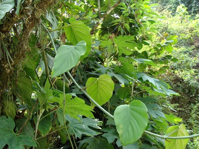 Monstera acuminata, photographed by Alexis López Hernández