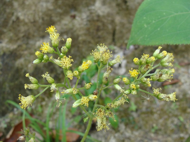 Schistocarpha eupatorioides, photographed by Alexis López Hernández