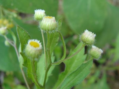 Conyza laevigata, photographed by Alexis López Hernández