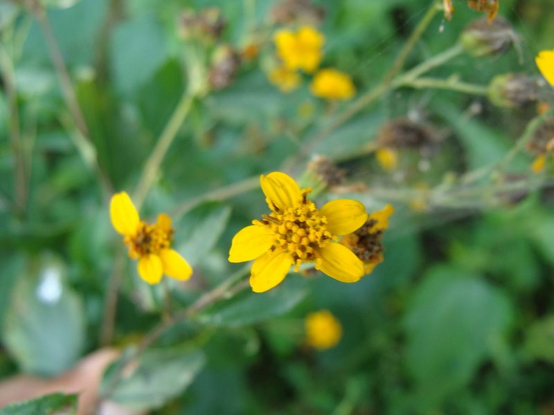 Hymenostephium cordatum, photographed by Alexis López Hernández