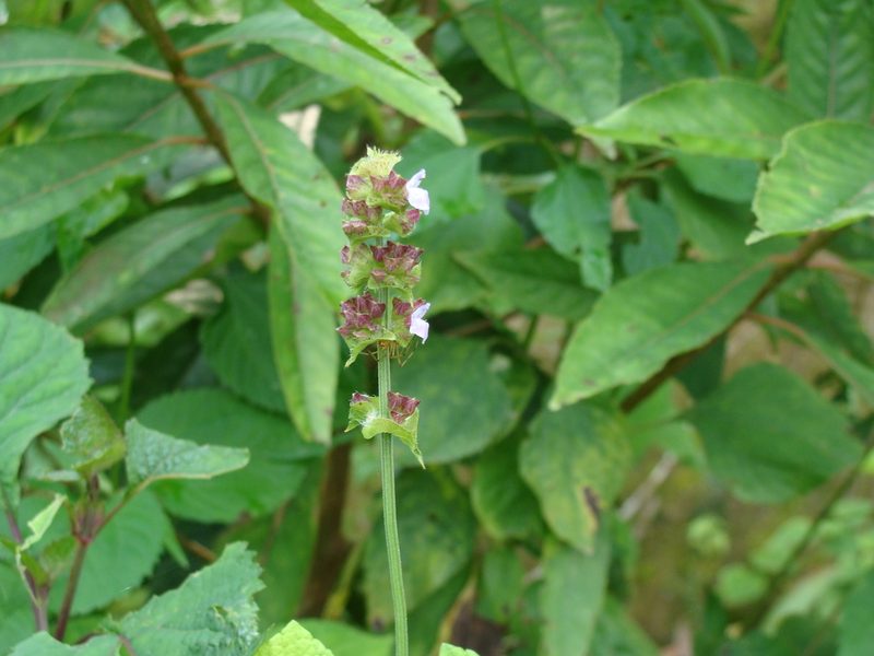 Salvia mocinoi, photographed by Alexis López Hernández