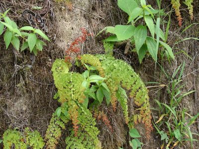 Adiantum concinnum, photographed by Alexis López Hernández