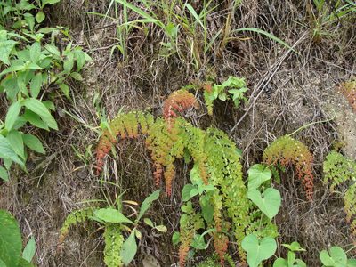 Adiantum concinnum, photographed by Alexis López Hernández