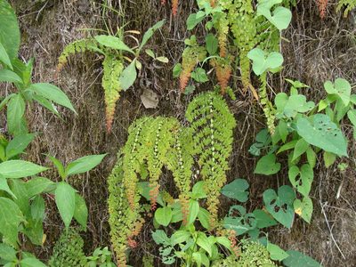 Adiantum concinnum, photographed by Alexis López Hernández
