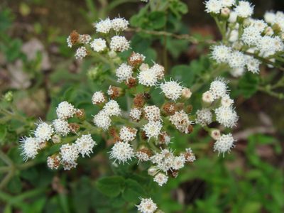 Ageratina pichinchensis, photographed by Alexis López Hernández