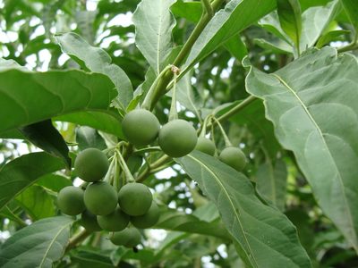 Solanum aphyodendron, photographed by Alexis López Hernández