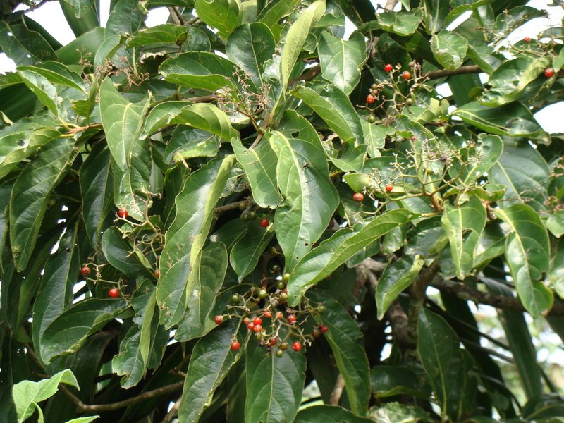 Cordia collococca, photographed by Alexis López Hernández