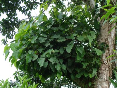 Alchornea latifolia