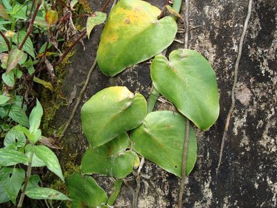 Monstera acuminata, photographed by Alexis López Hernández