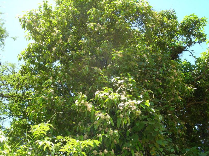 Oecopetalum mexicanum, photographed by Neptalí Ramírez Marcial