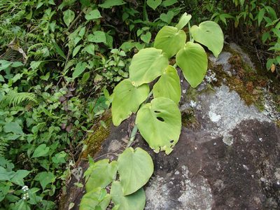 Monstera acuminata, photographed by Alexis López Hernández
