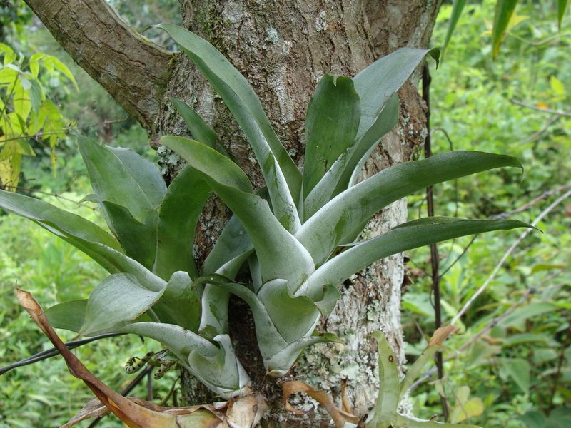 Catopsis nutans, photographed by Alexis López Hernández