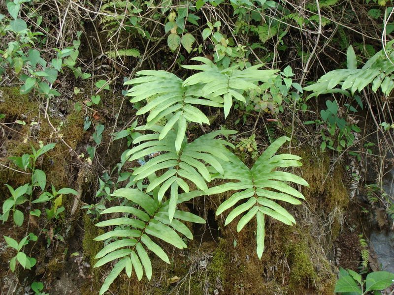 Serpocaulon triseriale, photographed by Alexis López Hernández