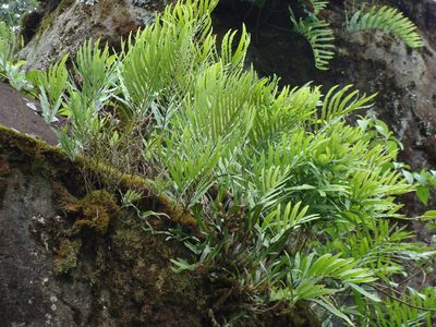 Serpocaulon triseriale, photographed by Alexis López Hernández