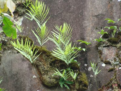 Serpocaulon triseriale, photographed by Alexis López Hernández