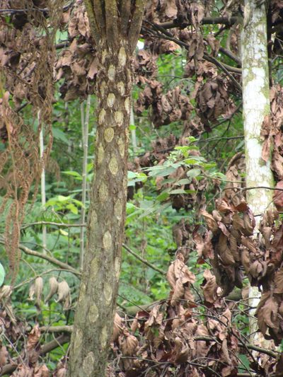 Cyathea costaricensis, photographed by Alexis López Hernández