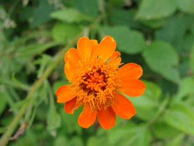 Adenophyllum aurantium