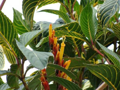Sanchezia parvibracteata, photographed by Alexis López Hernández