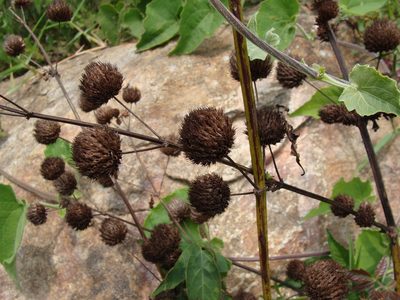 Hyptis capitata, photographed by Alexis López Hernández