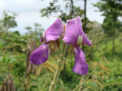 Tephrosia vogelii, photographed by Alexis López Hernández