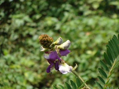 Tephrosia vogelii, photographed by Alexis López Hernández