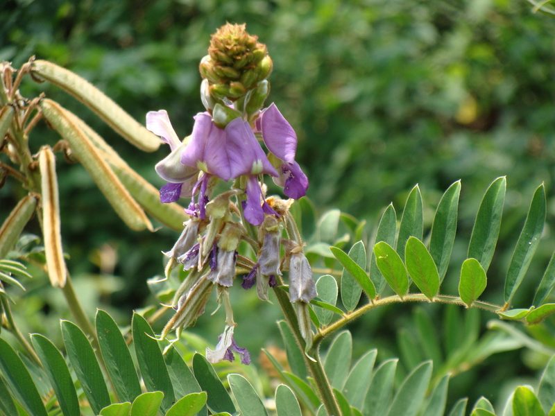 Tephrosia vogelii, photographed by Alexis López Hernández