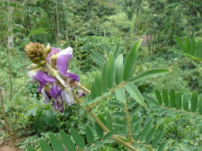 Tephrosia vogelii, photographed by Alexis López Hernández