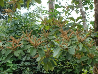 Clethra mexicana, photographed by Alexis López Hernández